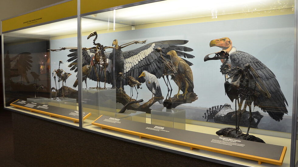La Brea exhibit featuring prehistoric bird skeletons and fossils