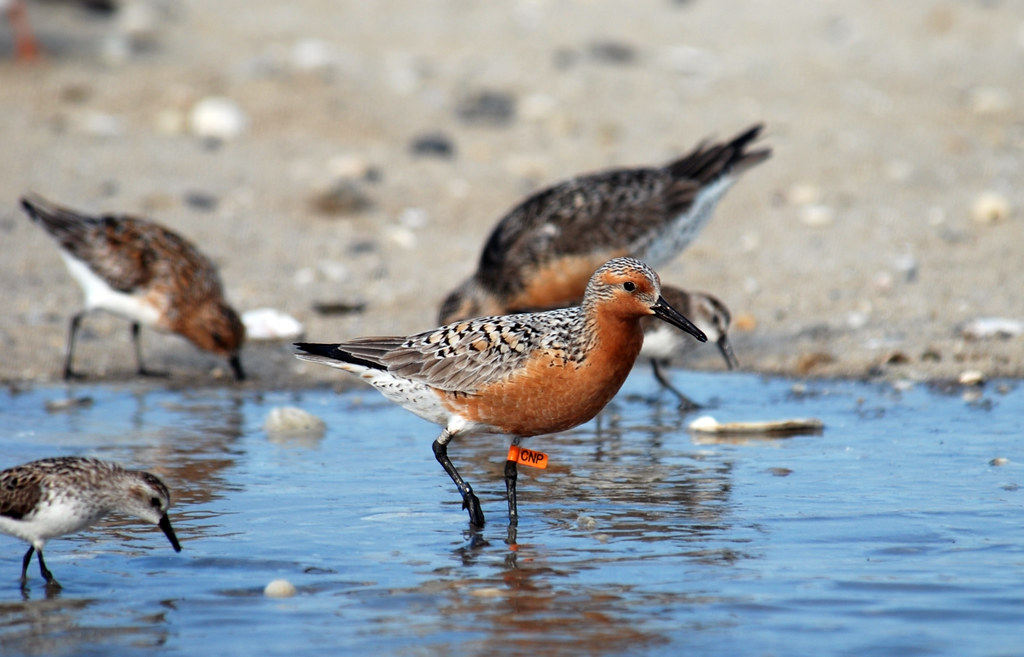 A red knot, with an orange leg band, wades in shallow water among other shorebirds.