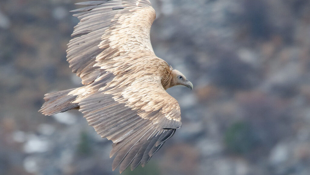 imalayan Griffon Vulture soaring in flight with wings fully extended