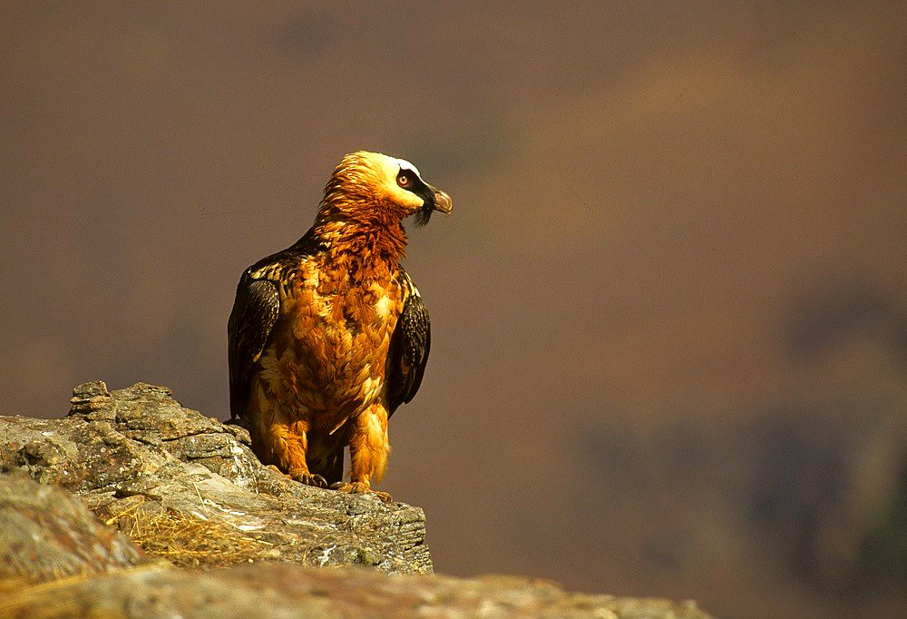 A Bearded Vulture with a pale head and reddish-orange plumage perches on a rock.