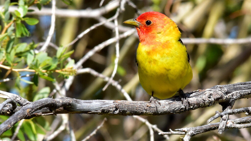 A Western Tanager with a red-orange head and yellow body perches on a gnarled branch.