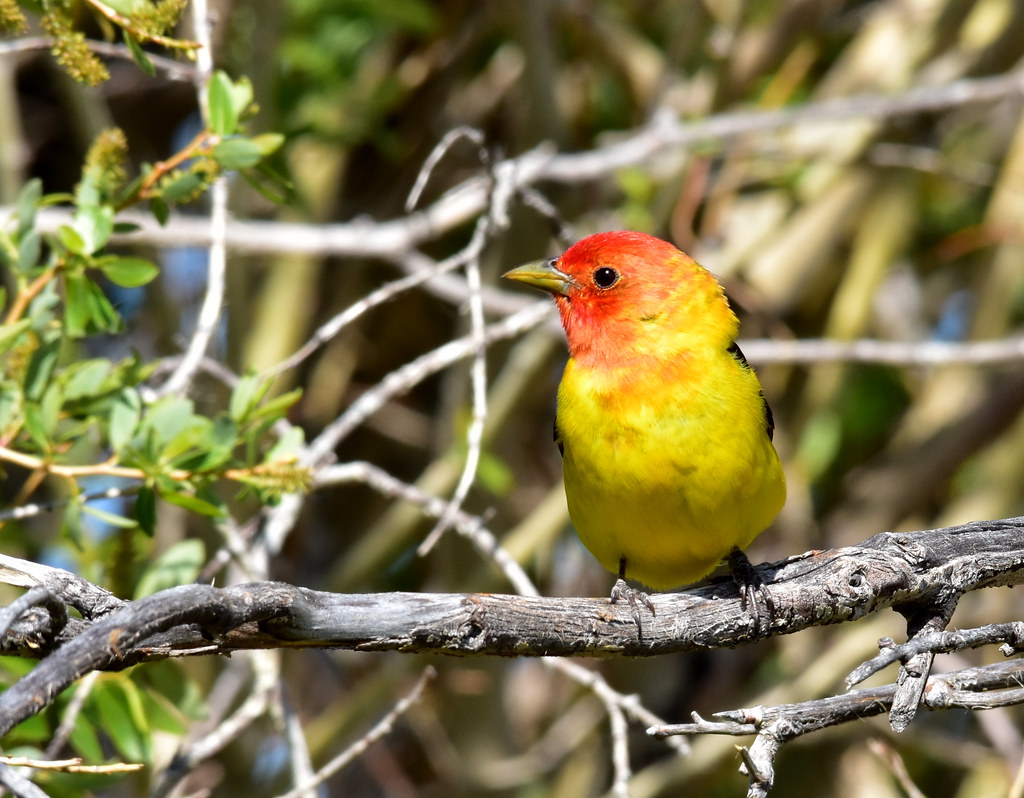 A Western Tanager with a red-orange head and yellow body perches on a gnarled branch.