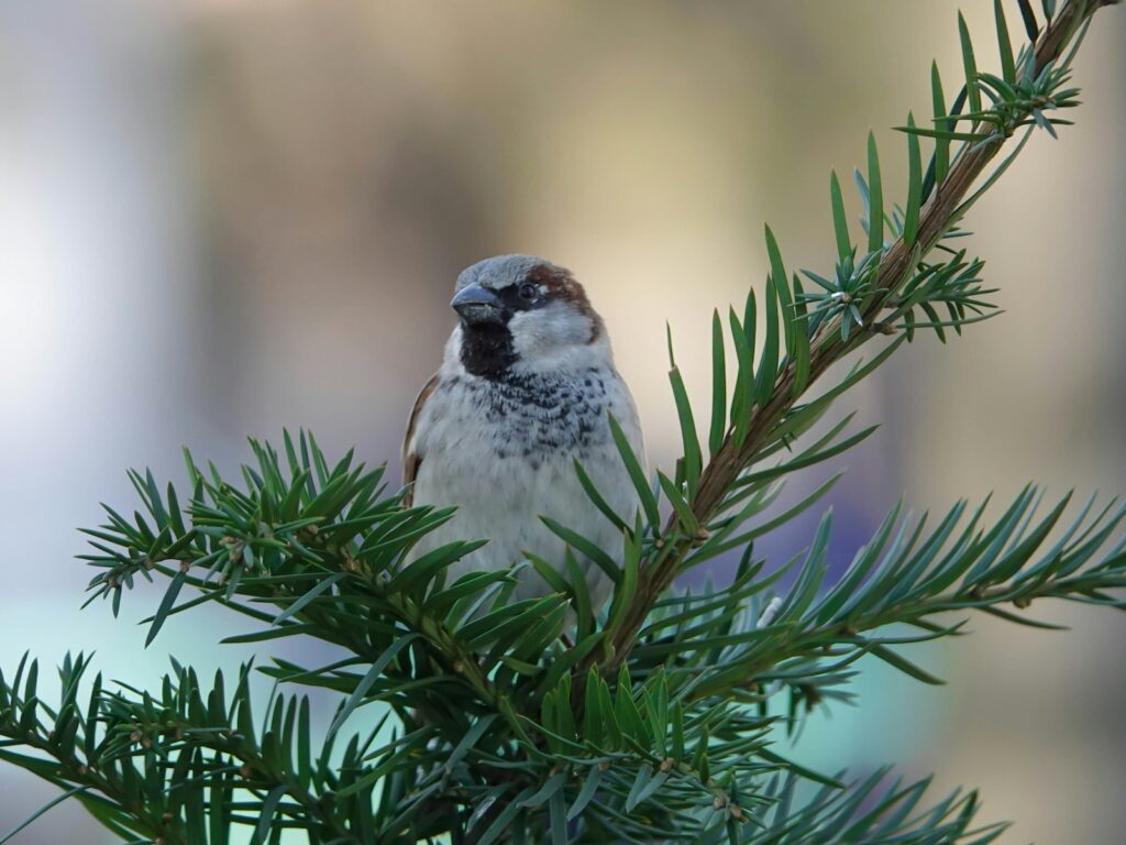 A brown, black, and white sparrow perches among green conifer needles.