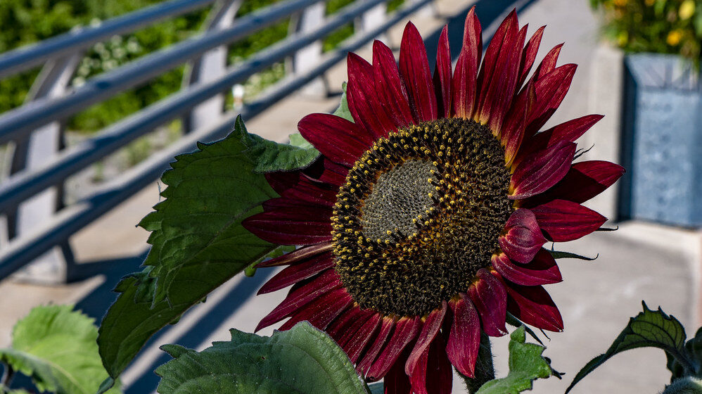 Velvet Queen Sunflower