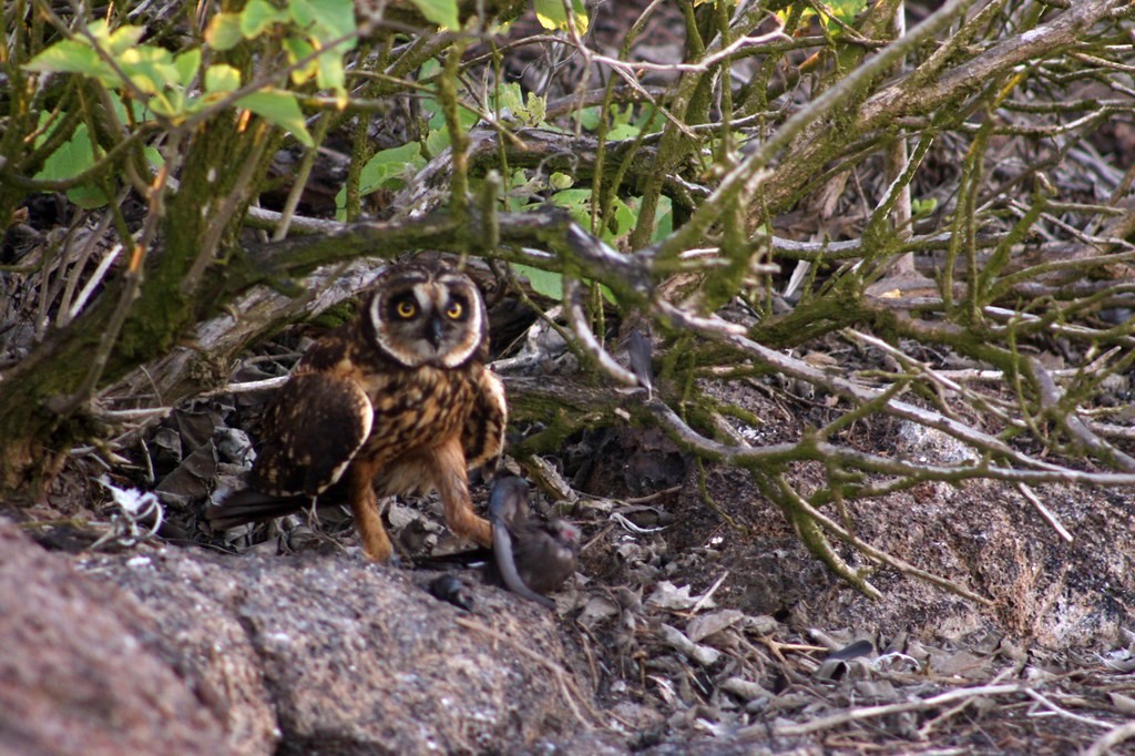 A Short-eared Owl with bright yellow eyes and striped brown feathers stands among tangled branches.