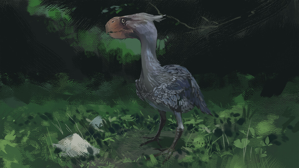 An illustration shows a Phorusrhacos, a large prehistoric bird, in a lush environment.