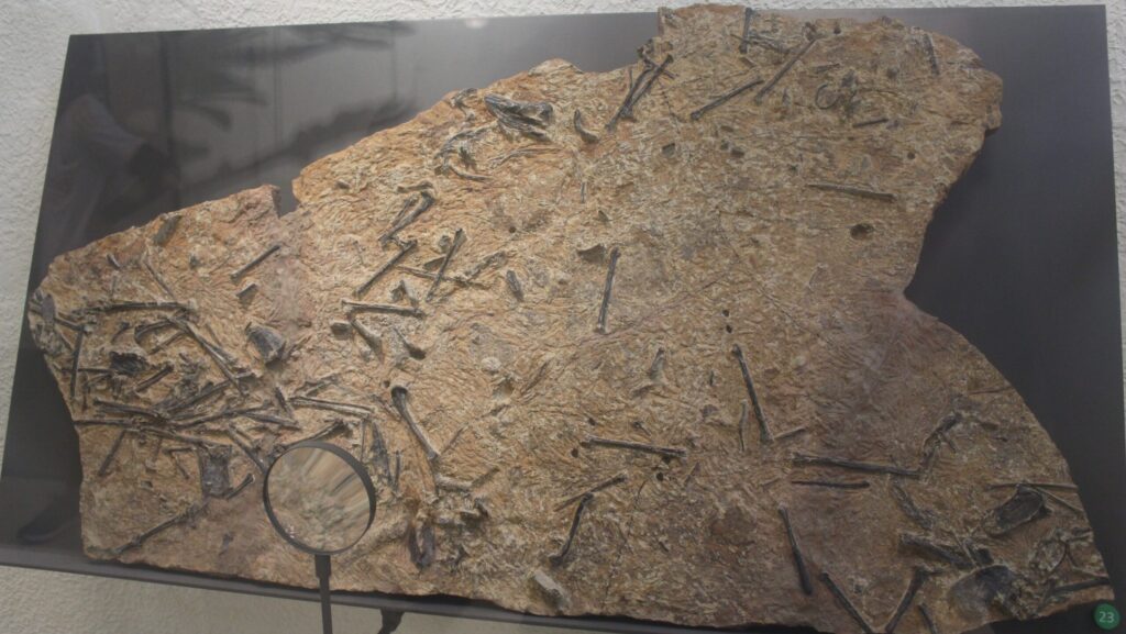 Presbyornis pervetus' fossil assemblage exhibited at the American Museum of Natural History
