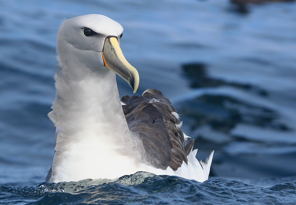 A Salvin's Albatross with a pale head and large yellow beak floats on blue water.