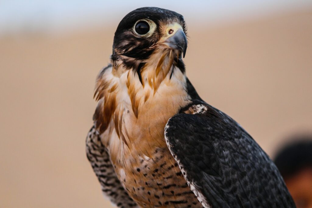An Eagle with a dark cap, spotted chest, and dark eye looks left.