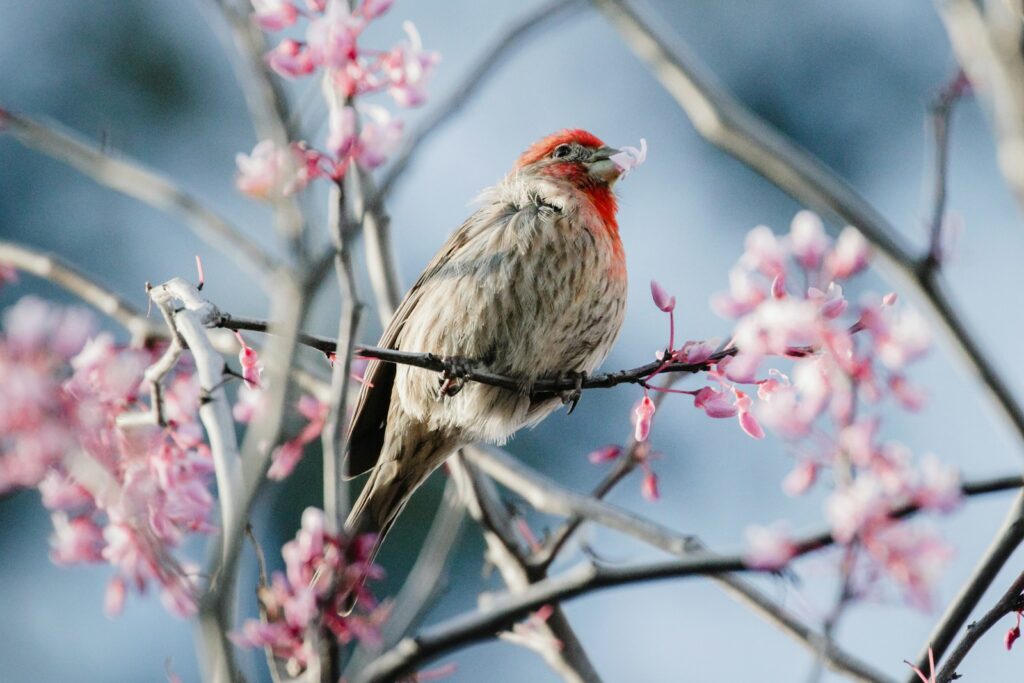 A purple finch perches on a branch with pink blossoms.