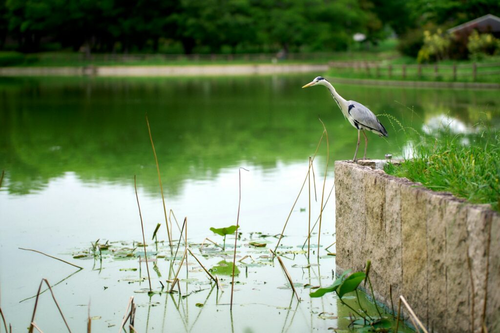 A Grey Heron stands at the edge of a serene green pond, poised to hunt.