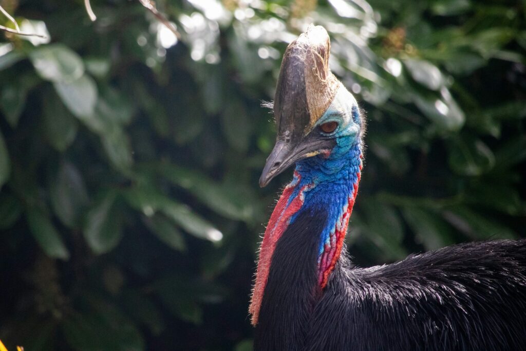 A Cassowary head, featuring a prominent casque and vibrant blue and red.