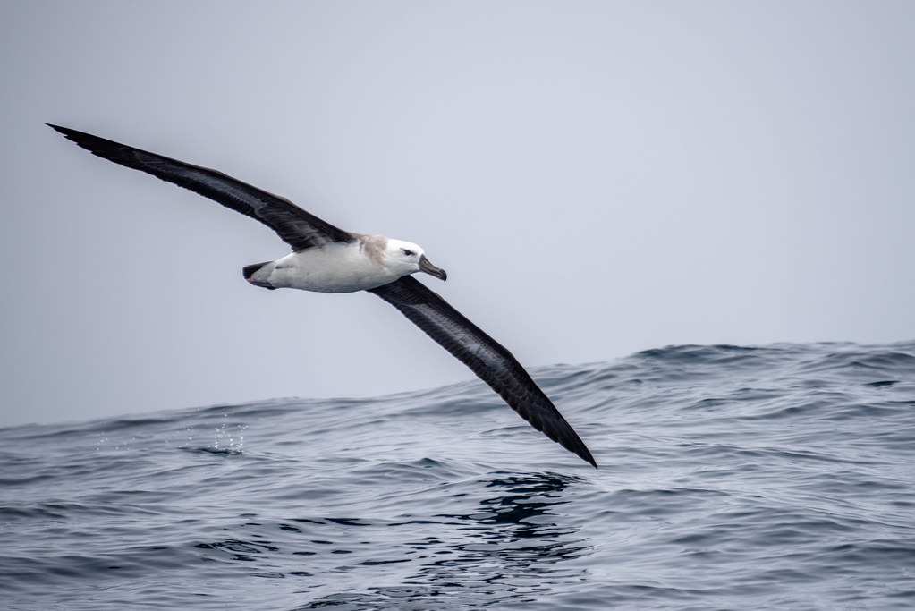 A White-capped Albatross soars gracefully over choppy ocean water.