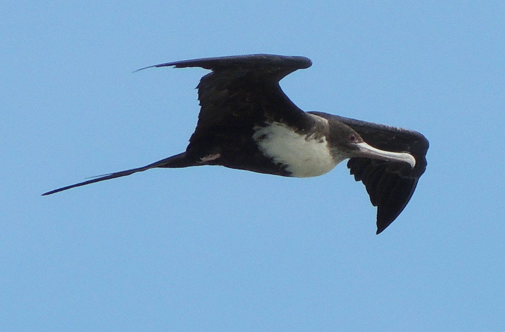 A magnificent frigatebird soars with its long, pointed wings against a blue sky.