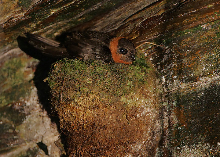 A Chestnut-collared Swift with a reddish-brown collar sits on a mossy nest.