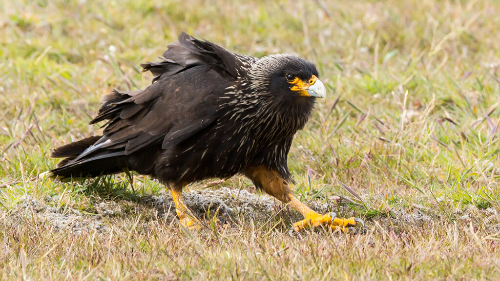 Striated Caracara standing on grassy terrain in natural habitat