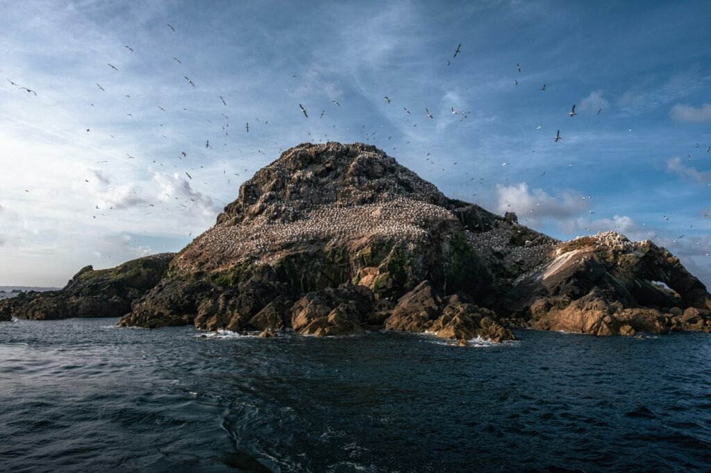 A huge flock of Peruvian Boobies covers a rocky island, with many birds in flight against a cloudy sky.