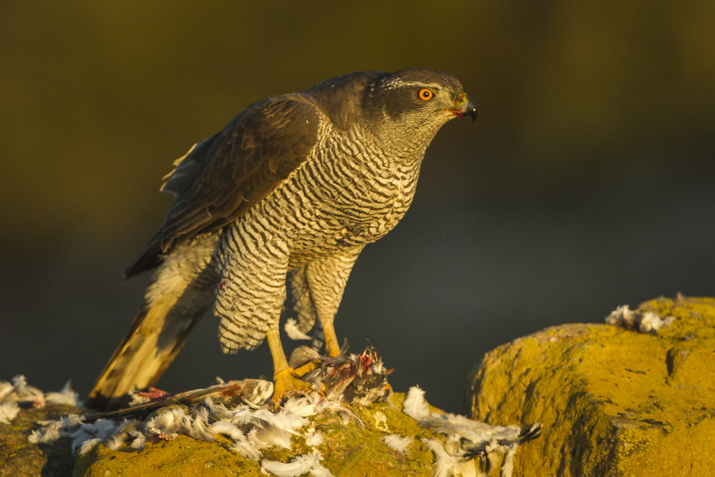 A hawk with orange eyes stands on a rock amidst feathers, its prey nearby.