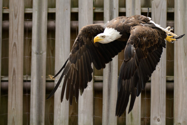 A bald eagle with outstretched wings is captured mid-flight, looking left.