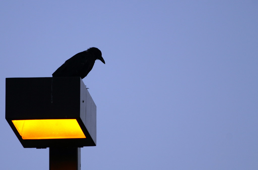 An American Crow is silhouetted against the sky, perched on a glowing lamppost at dusk.