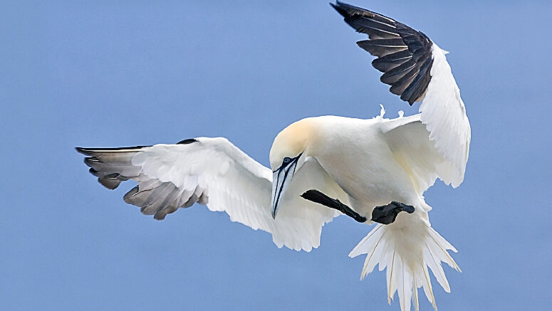 Northern Gannet captured flying with wings spread at Bonaventure Island