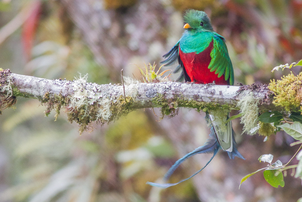 A Resplendent Quetzal with green and red plumage and a long tail perches on a mossy branch.