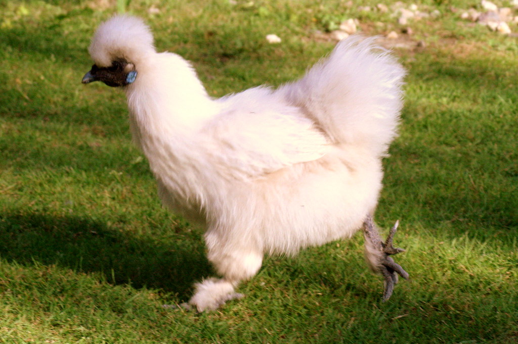 A fluffy white Silkie chicken with dark skin and a blue tag walks on green grass.