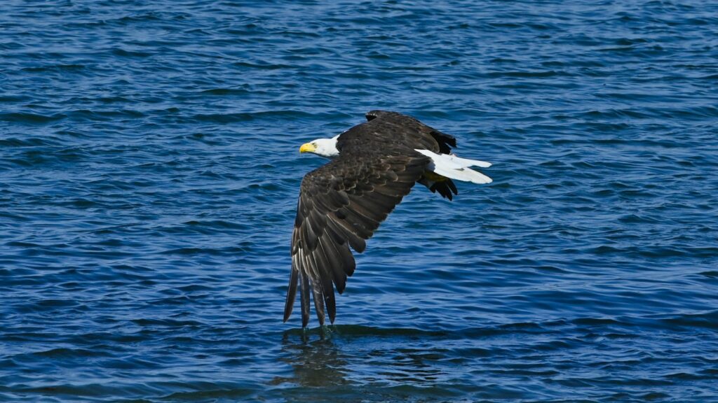 Bald Eagle soaring over a body of water 