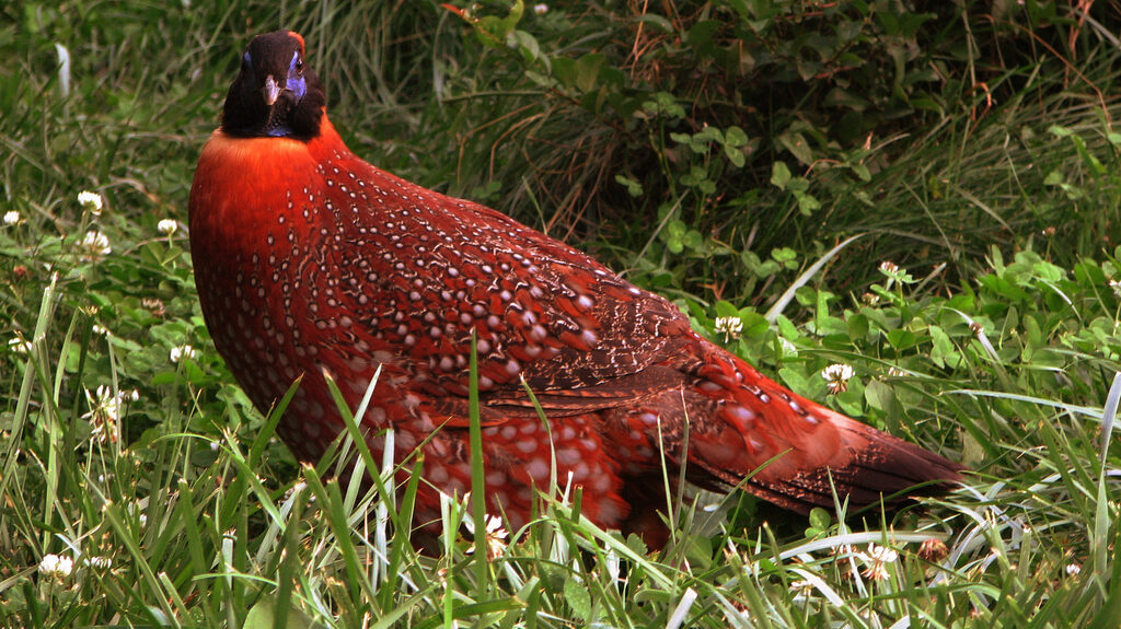 Satyr Tragopan bird standing on grassy ground, appearing alert