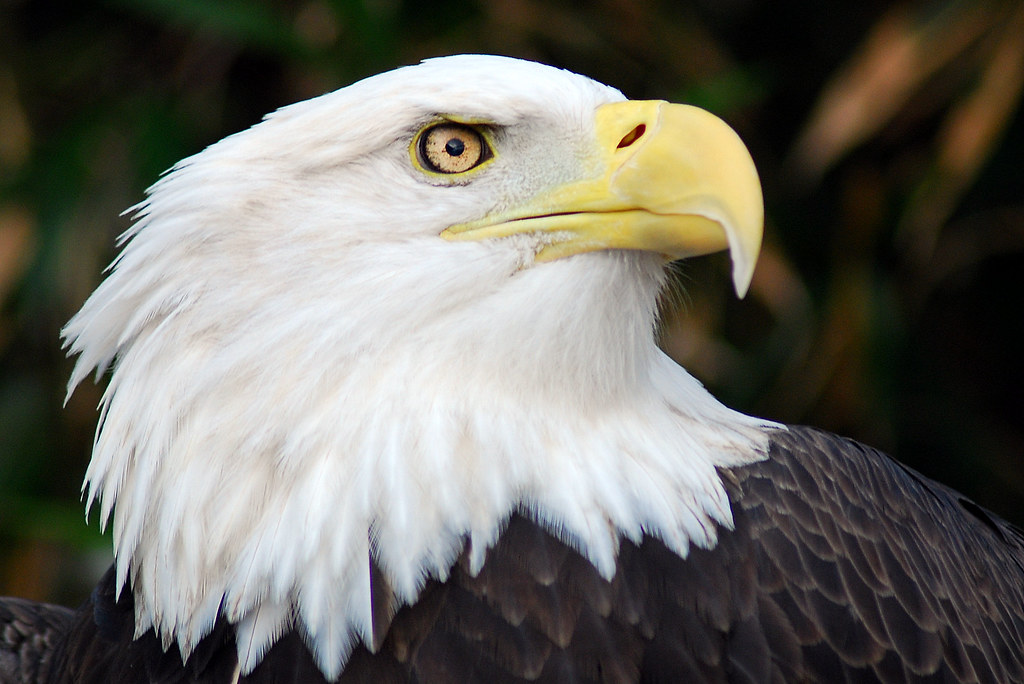 A majestic Bald Eagle looks to the right, showing its white head and yellow beak.