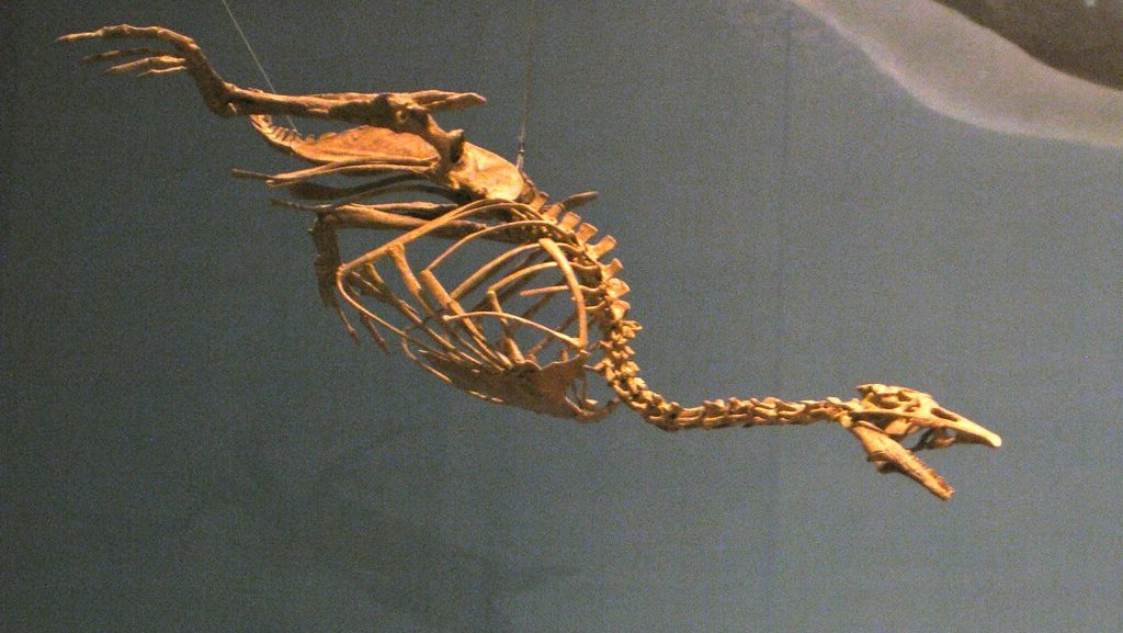Skeletal display of Hesperornis, a large flightless seabird from the Late Cretaceous