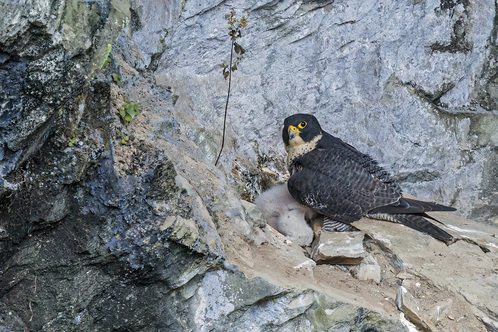 A Peregrine Falcon guards its fluffy chicks on a rocky ledge.