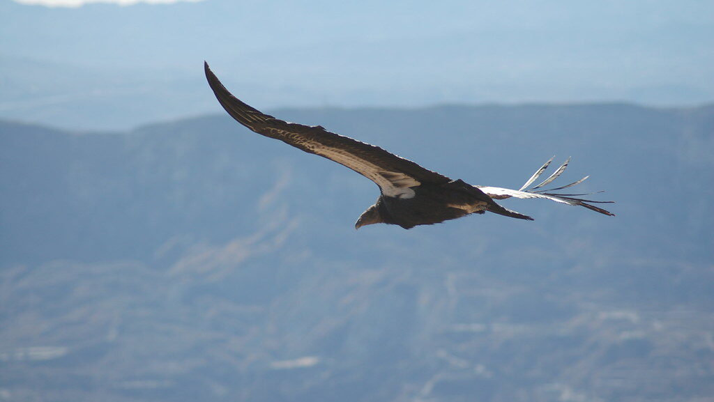 A California Condor soars with its vast wingspan over a mountainous landscape.