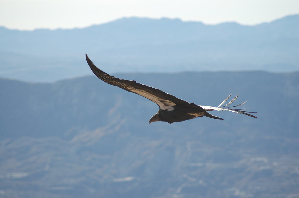 A California Condor soars with its vast wingspan over a mountainous landscape.