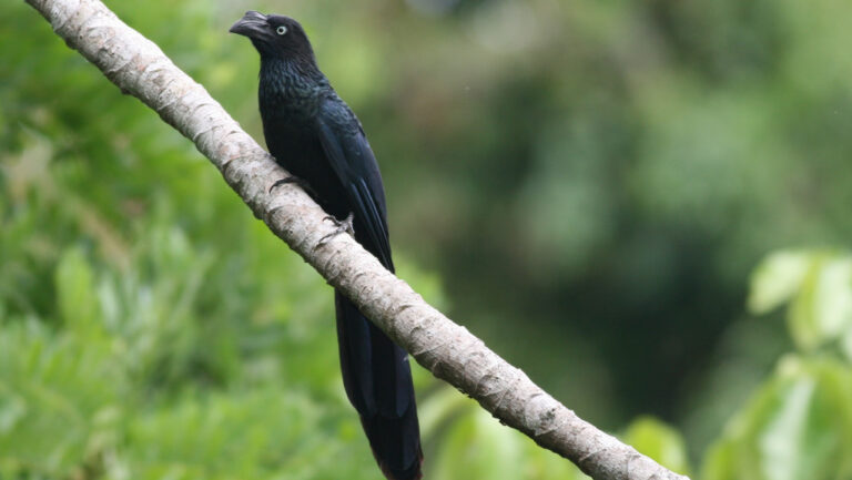 A Greater Ani, a glossy black bird with a large ridged beak, perches on a branch.