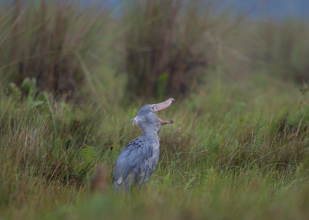 A Shoebill stands in tall grass with its large, open bill.