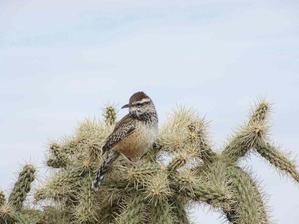 A cactus wren with mottled brown and white plumage perches on a spiny cactus.