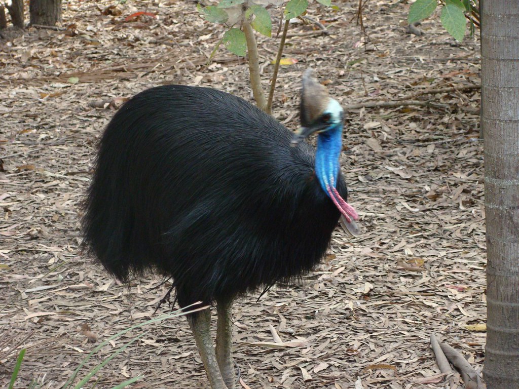 A southern cassowary with blue and red neck skin stands on a leafy ground.