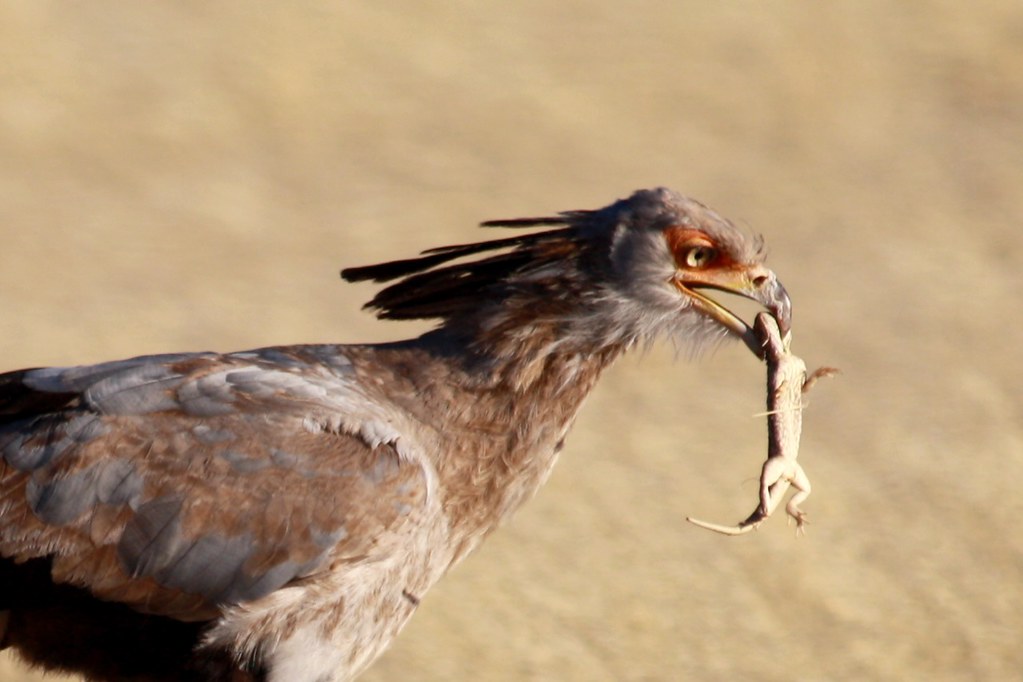 A Secretarybird holds a lizard in its beak, showcasing its hunting prowess.