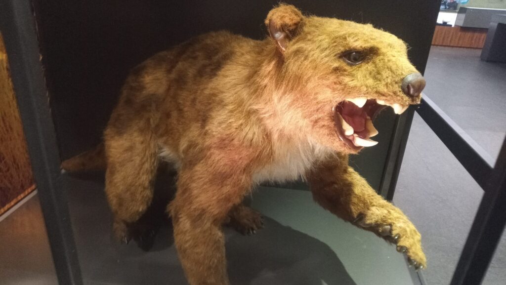 Thylacoleo carnifex life-sized sculpture displayed at the Australian Museum