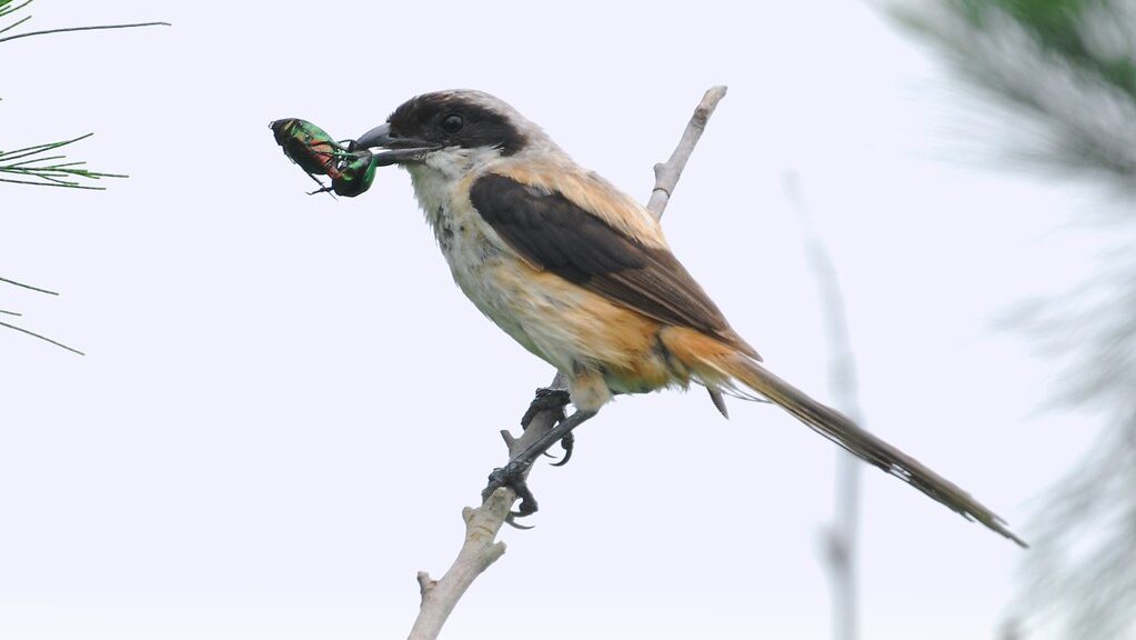 Shrike perched on branch holding an insect in its beak