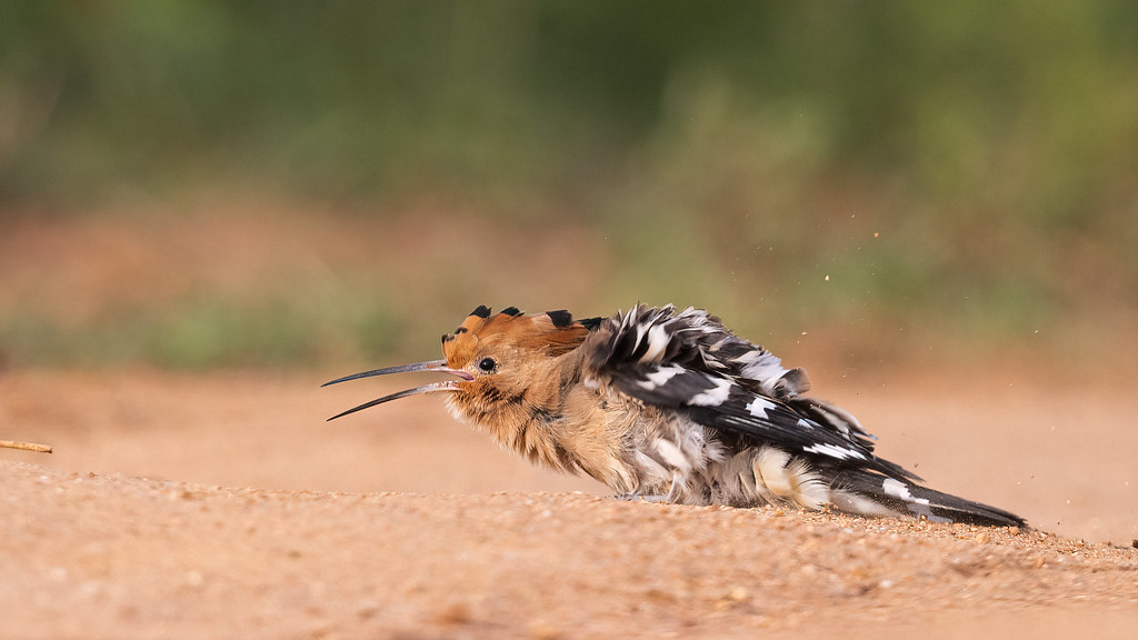 Hoopoe engaged in dust bath, shaking off dirt