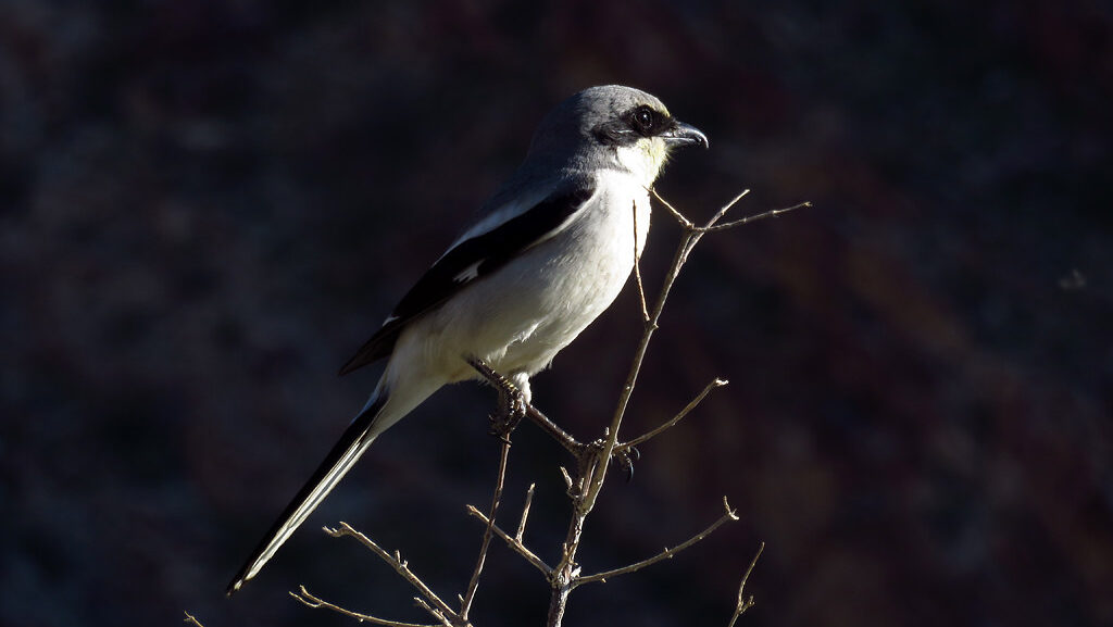 Northern Shrike perched on bare branch