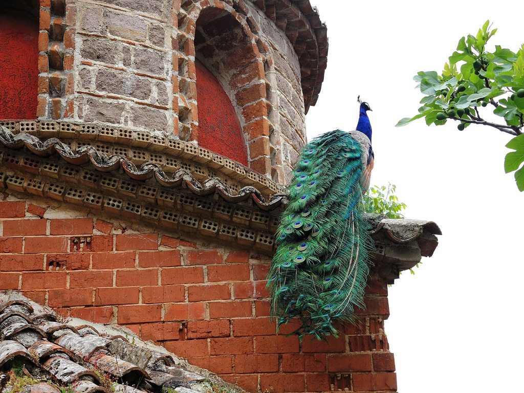A beautiful peacock with its long, green tail feathers sits on a brick building.