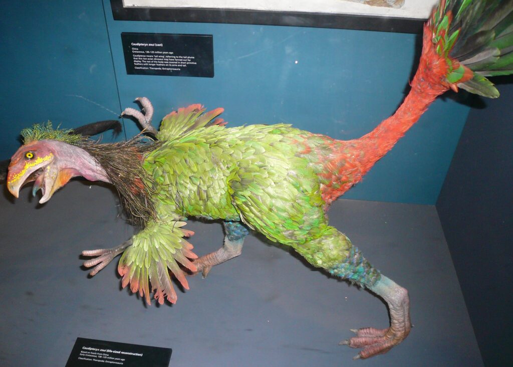 A vibrant model of Caudipteryx displays striking green and red plumage with an open beak.