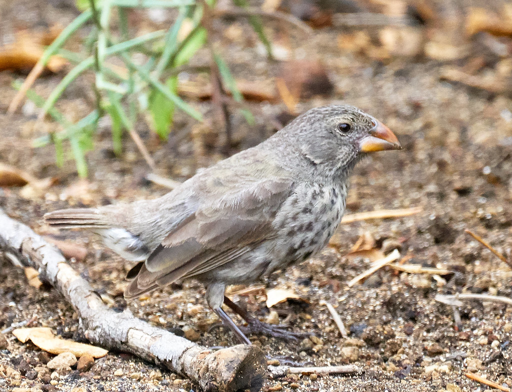 A small ground finch with mottled gray feathers stands on a dirt path with scattered debris.