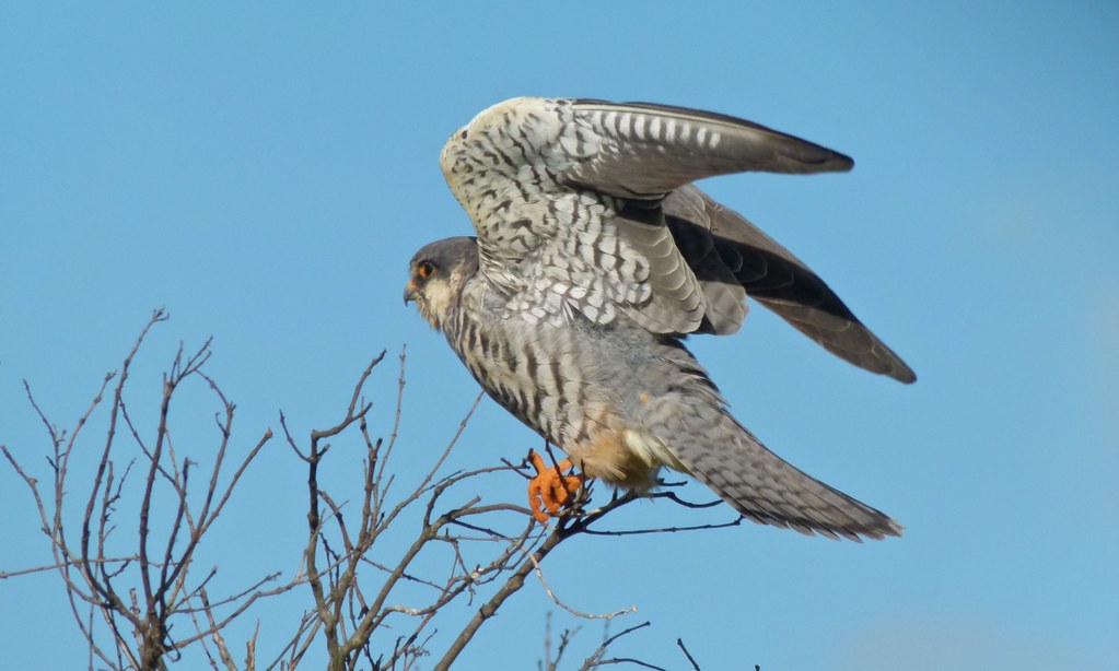 An Amur Falcon perches on a bare tree branch, wings partially spread against a blue sky.
