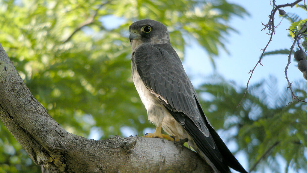 A Sooty Falcon with grey plumage and yellow feet perches on a tree branch.