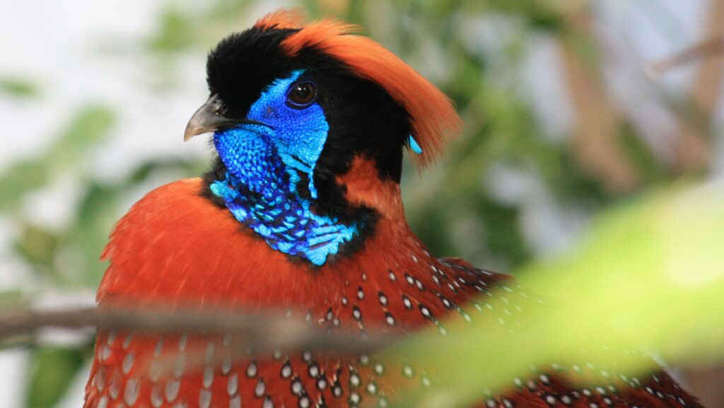 Close-up of Satyr Tragopan head highlighting its vibrant blue chin.