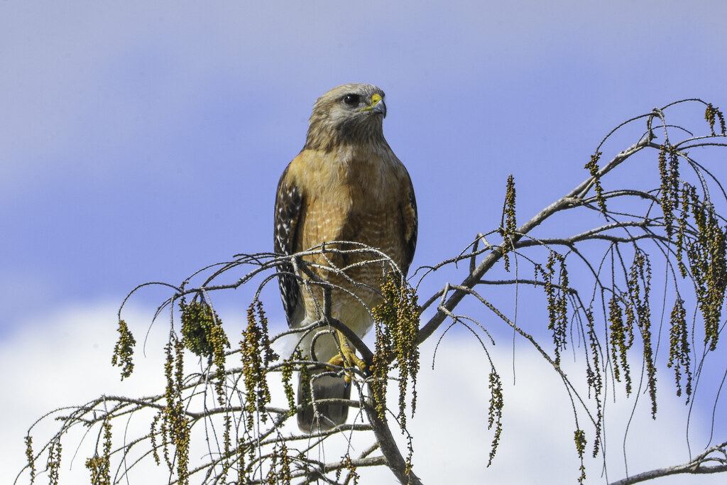 A red-shouldered hawk perches on a bare tree branch, looking intently to its right.